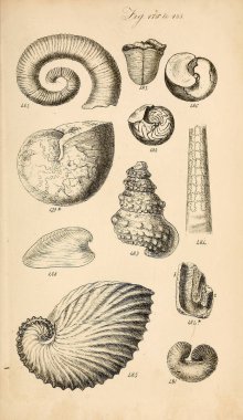 Kabukları Illustration. Conchological bir el kitabı. Sowerby, G. B. (George Brettingham), 1812-1884 