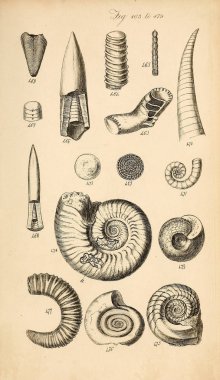 Kabukları Illustration. Conchological bir el kitabı. Sowerby, G. B. (George Brettingham), 1812-1884 