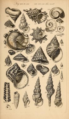 Kabukları Illustration. Conchological bir el kitabı. Sowerby, G. B. (George Brettingham), 1812-1884 