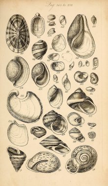 Kabukları Illustration. Conchological bir el kitabı. Sowerby, G. B. (George Brettingham), 1812-1884 
