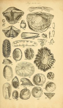 Kabukları Illustration. Conchological bir el kitabı. Sowerby, G. B. (George Brettingham), 1812-1884 