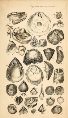 Kabukları Illustration. Conchological bir el kitabı. Sowerby, G. B. (George Brettingham), 1812-1884 