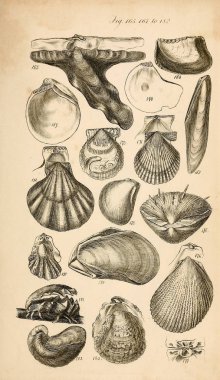 Kabukları Illustration. Conchological bir el kitabı. Sowerby, G. B. (George Brettingham), 1812-1884 