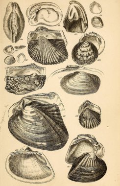 Kabukları Illustration. Conchological bir el kitabı. Sowerby, G. B. (George Brettingham), 1812-1884 