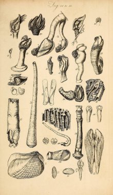 Kabukları Illustration. Conchological bir el kitabı. Sowerby, G. B. (George Brettingham), 1812-1884 
