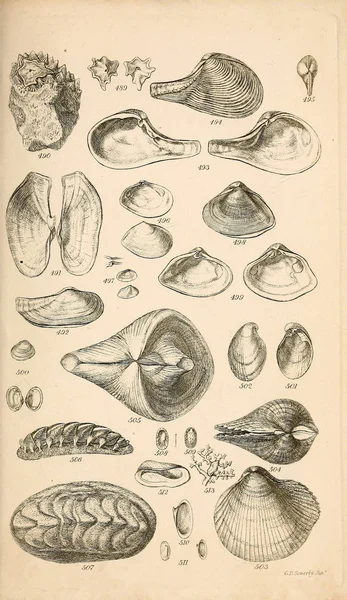 포탄의 그림입니다 Conchological 매뉴얼입니다 Brettingham 1812 1884 — 스톡 사진