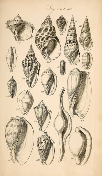 Ilustracja Muszli Podręcznik Conchological Sowerby George Brettingham 1812 1884 — Zdjęcie stockowe