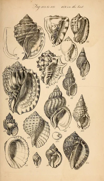 Ilustração Conchas Manual Conchológico Sowerby George Brettingham 1812 1884 — Fotografia de Stock