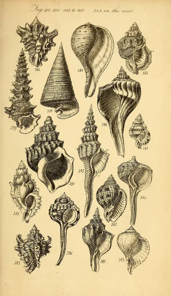 Illustrazione Delle Conchiglie Manuale Conologico Sowerby George Brettingham 1812 1884 — Foto Stock