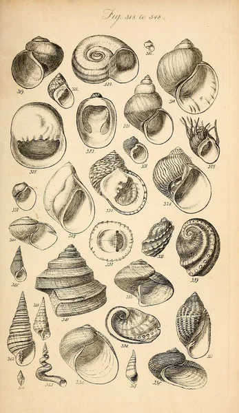 포탄의 그림입니다 Conchological 매뉴얼입니다 Brettingham 1812 1884 — 스톡 사진