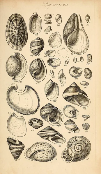 Kagyló Illusztrációja Conchological Kézikönyv Sowerby George Brettingham 1812 1884 — Stock Fotó