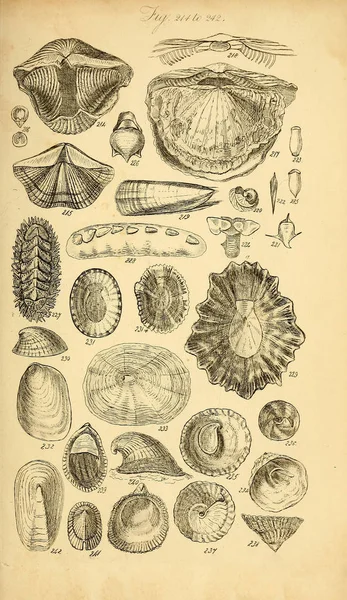 Kabukları Illustration. Conchological bir el kitabı. Sowerby, G. B. (George Brettingham), 1812-1884 