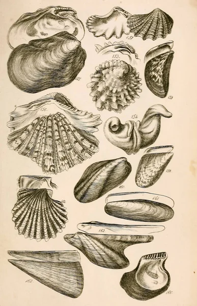 贝壳的插图 Conchological 索尔比 Brettingham 1812 1884 — 图库照片