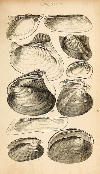 Ilustração Conchas Manual Conchológico Sowerby George Brettingham 1812 1884 — Fotografia de Stock