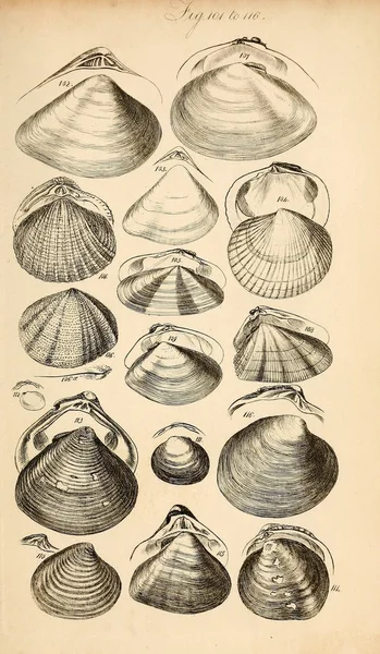 Ilustrace Skořápek Shromážděných Skříních Manuál Sowerby George Brettingham 1812 1884 — Stock fotografie