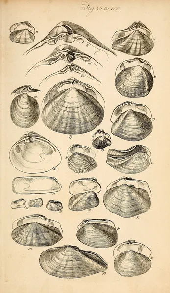 Ilustrace Skořápek Shromážděných Skříních Manuál Sowerby George Brettingham 1812 1884 — Stock fotografie