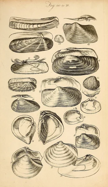 Ilustração Conchas Manual Conchológico Sowerby George Brettingham 1812 1884 — Fotografia de Stock