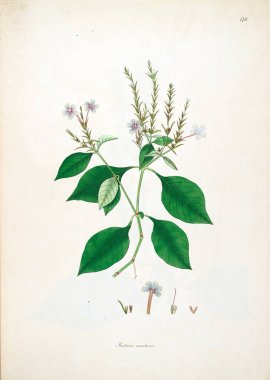 Botanik illüstrasyon. Bitkiler, sahil Londra'nın Coromandel 1793