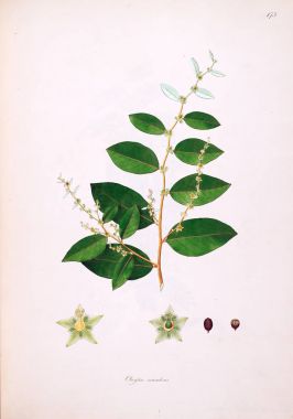 Botanik illüstrasyon. Bitkiler, sahil Londra'nın Coromandel 1793