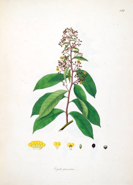 Botanik illüstrasyon. Bitkiler, sahil Londra'nın Coromandel 1793