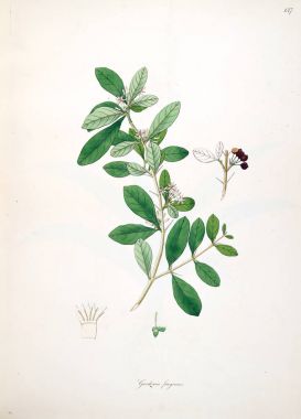 Botanical illustration. Plants of the coast of Coromandel London 1793 clipart