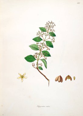 Botanik illüstrasyon. Bitkiler, sahil Londra'nın Coromandel 1793