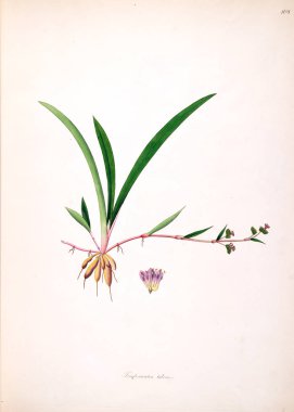 Botanik illüstrasyon. Bitkiler, sahil Londra'nın Coromandel 1793