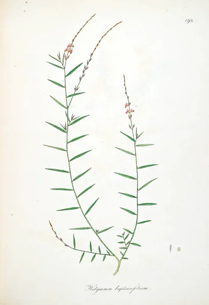 Ilustrasi Botani Tanaman Pantai Coromandel London 1793 — Stok Foto