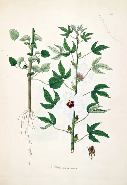 Botanikai Illusztráció Növényeket Part Coromandel Londoni 1793 — Stock Fotó