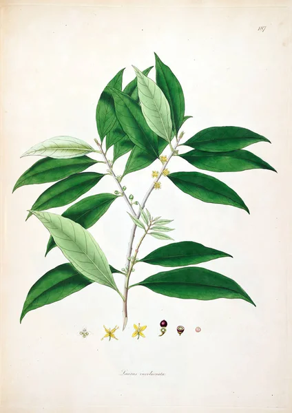 Botanická Ilustrace Rostliny Pobřeží Coromandel Londýn 1793 — Stock fotografie