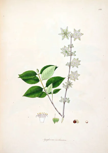 Illustrazione Botanica Piante Della Costa Coromandel Londra 1793 — Foto Stock