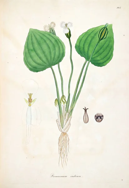 Botanická Ilustrace Rostliny Pobřeží Coromandel Londýn 1793 — Stock fotografie