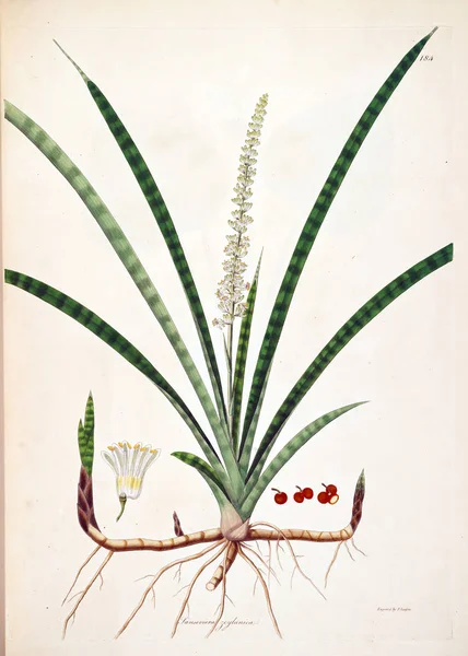 植物のイラスト コロマンデル ロンドン 1793 の海岸の植物 — ストック写真