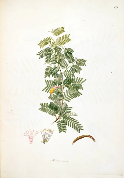 Ilustracji Botanicznych Rośliny Wybrzeża Coromandel Londyn 1793 — Zdjęcie stockowe