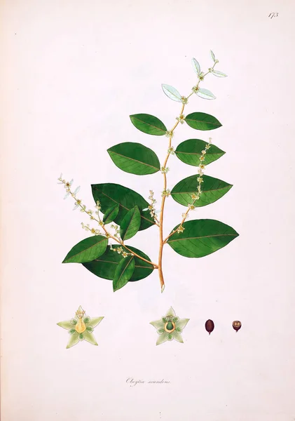 Botaniska Illustration Växter Kusten Coromandel London 1793 — Stockfoto