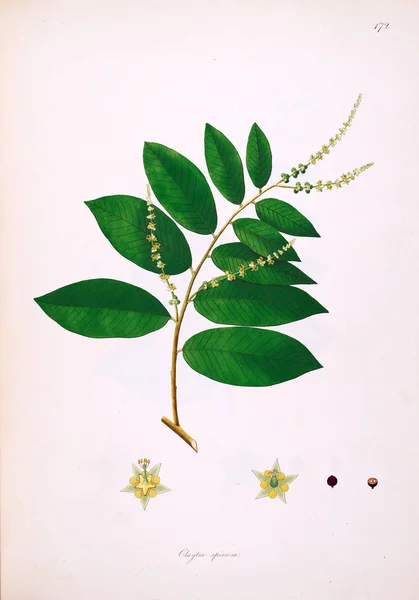 Ilustración Botánica Plantas Costa Coromandel Londres 1793 — Foto de Stock