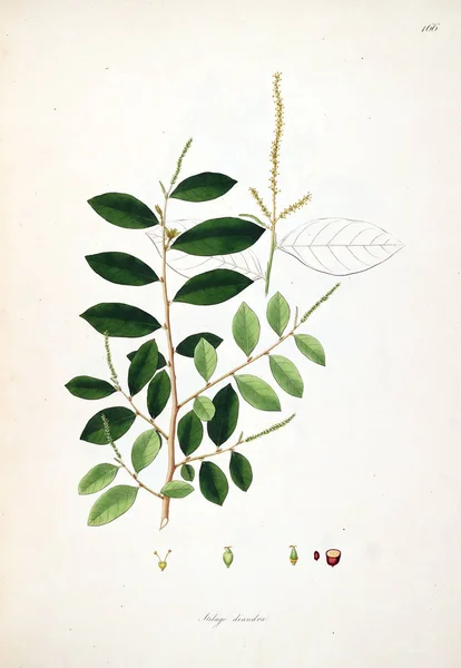 Botaniska Illustration Växter Kusten Coromandel London 1793 — Stockfoto