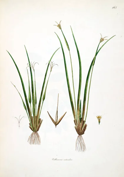 Ilustración Botánica Plantas Costa Coromandel Londres 1793 — Foto de Stock