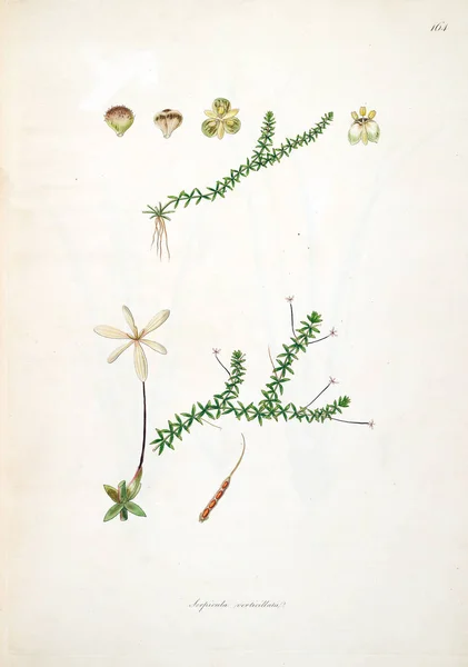 Ilustracji Botanicznych Rośliny Wybrzeża Coromandel Londyn 1793 — Zdjęcie stockowe