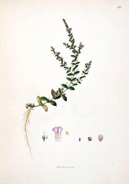 Βοτανική Εικονογράφηση Φυτά Από Την Ακτή Του Κορομάντελ Λονδίνου 1793 — Φωτογραφία Αρχείου