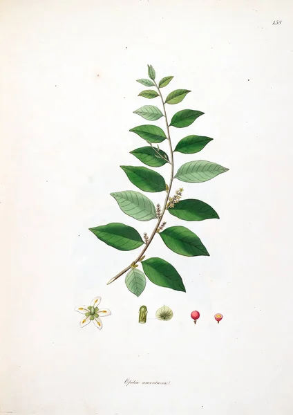 Botaniska Illustration Växter Kusten Coromandel London 1793 — Stockfoto