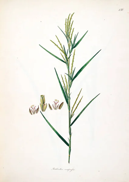 Botaniska Illustration Växter Kusten Coromandel London 1793 — Stockfoto