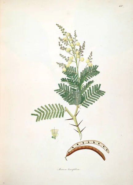 Botanická Ilustrace Rostliny Pobřeží Coromandel Londýn 1793 — Stock fotografie