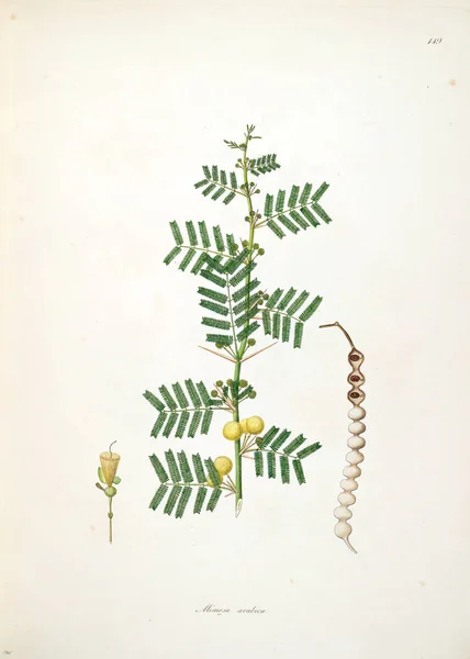 Ilustração Botânica Plantas Costa Coromandel Londres 1793 — Fotografia de Stock