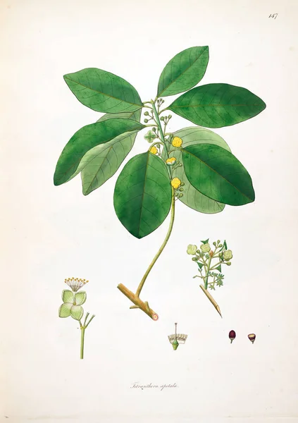 Botaniska Illustration Växter Kusten Coromandel London 1793 — Stockfoto