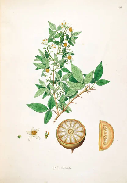 Illustrazione Botanica Piante Della Costa Coromandel Londra 1793 — Foto Stock