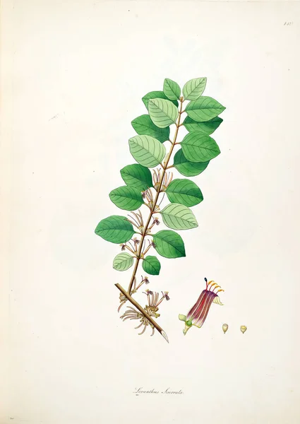 植物学插图 科罗曼德伦敦海岸的植物1793 — 图库照片