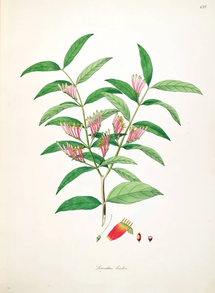 Botanikai Illusztráció Növényeket Part Coromandel Londoni 1793 — Stock Fotó