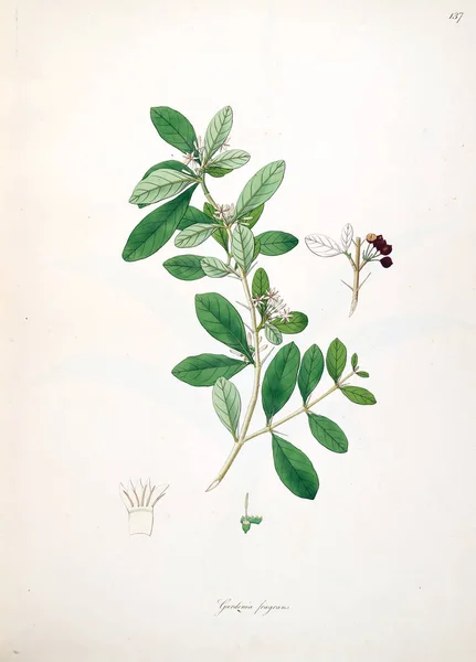 Botaniska Illustration Växter Kusten Coromandel London 1793 — Stockfoto
