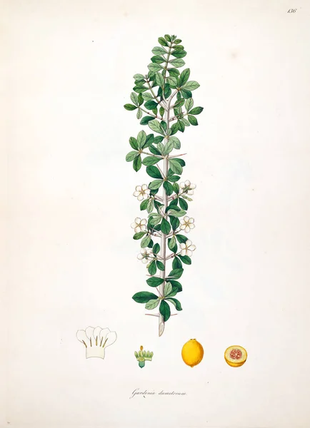 Botanische Illustration Pflanzen Der Küste Von Coromandel London 1793 — Stockfoto